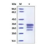 Merck IL-17E human