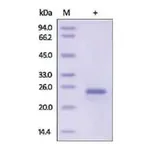 Merck IFN-ω human