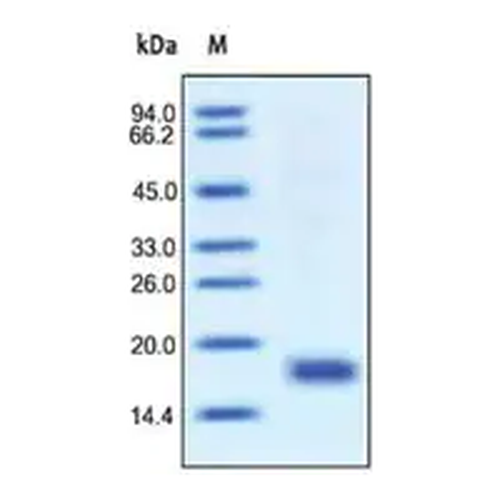 Merck IL-15 human