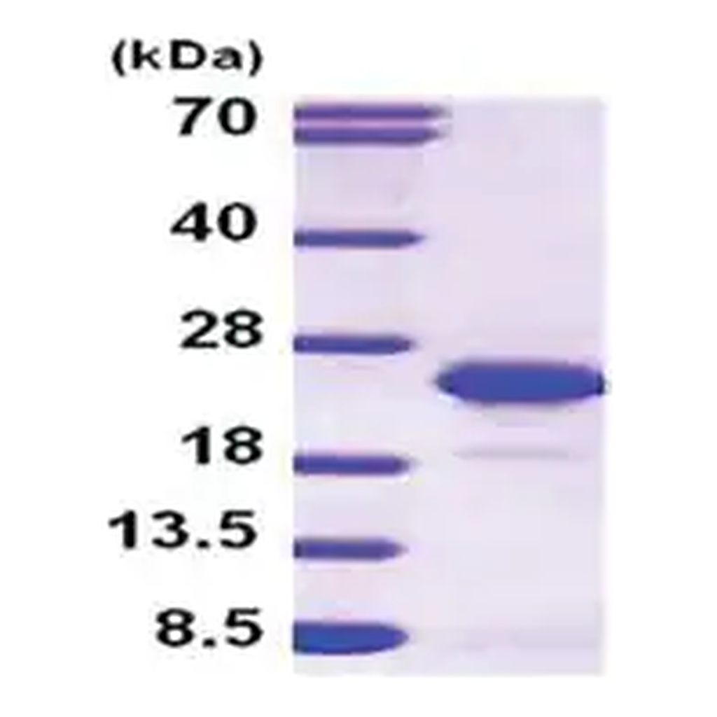 Merck FGF-12 human