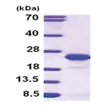 Merck FGF-12 human