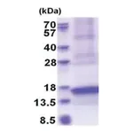 Merck CXCL17 human