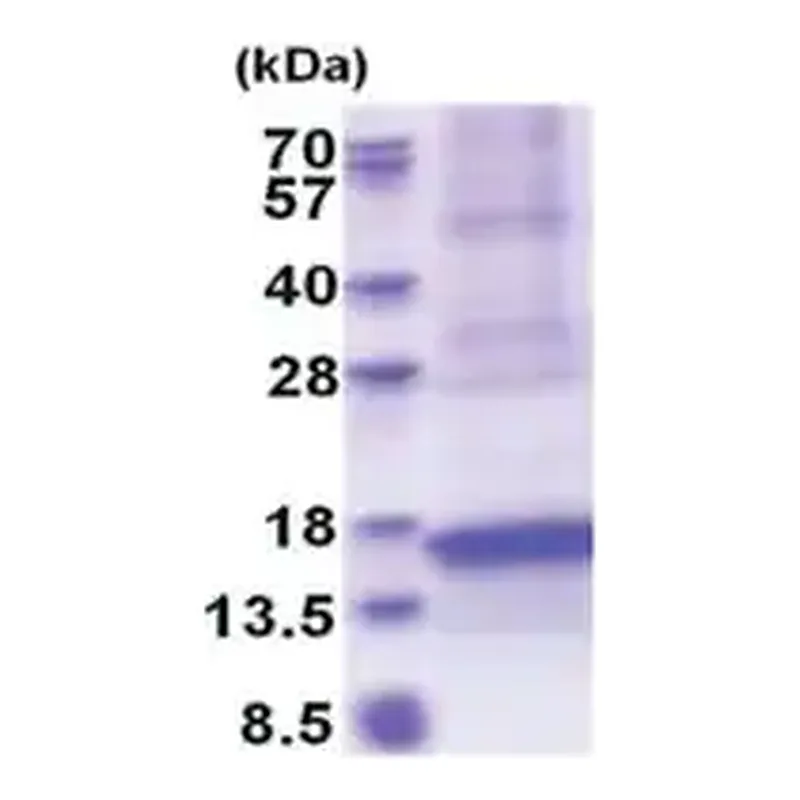Merck CXCL17 human