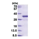 Merck FGF14 human