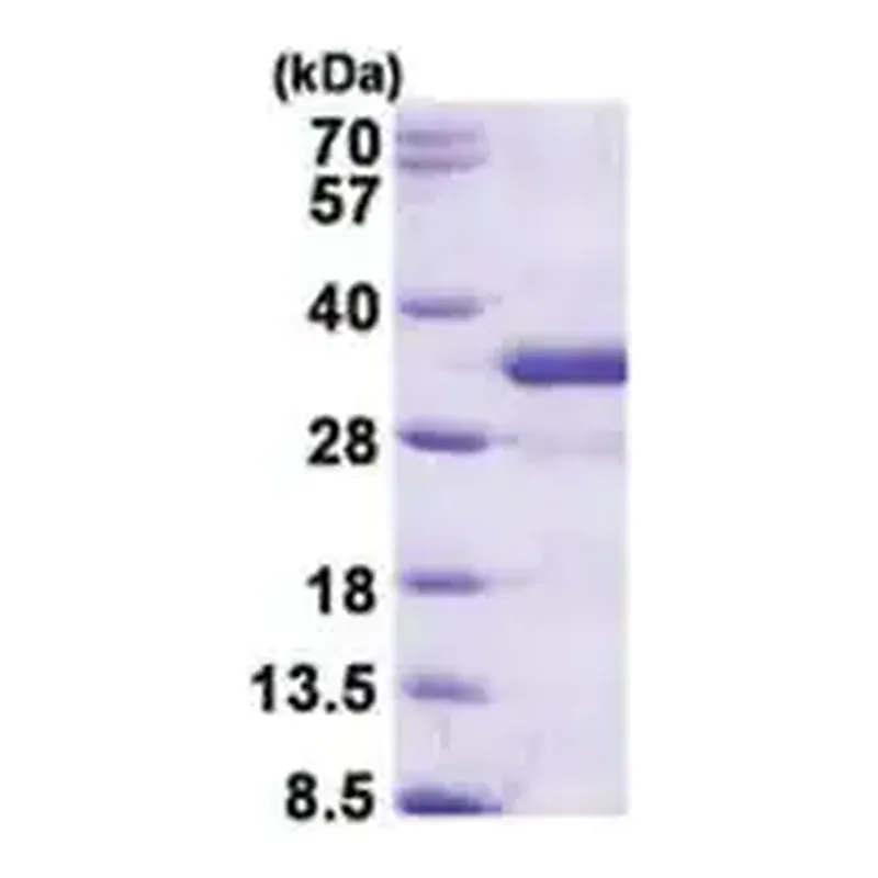 Merck FGF14 human