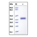 Merck IL-2 R beta/CD122 human