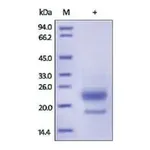 Merck R-Spondin3/RSPO3(22-146) human