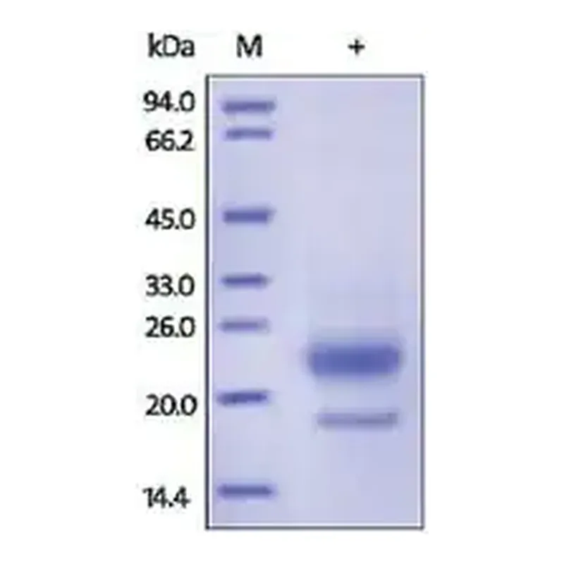 Merck R-Spondin3/RSPO3(22-146) human