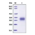 Merck PLGF/PIGF2/PGF human