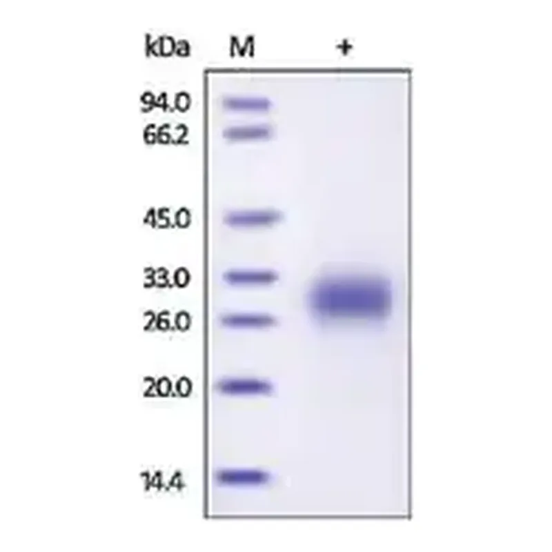 Merck PLGF/PIGF2/PGF human