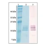 Merck BAFF active human