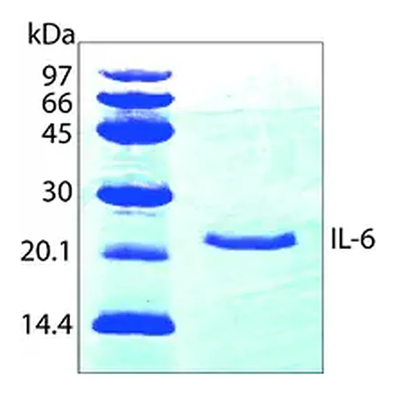 Merck Interleukin-6 human