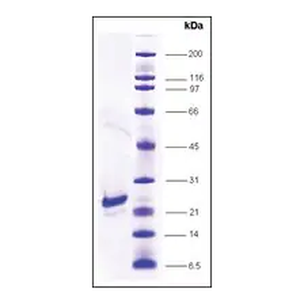 Merck FGF-1 human