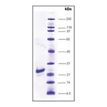 Merck FGF-1 human