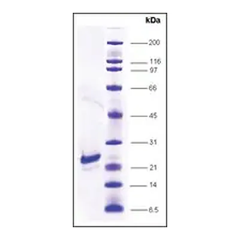 Merck FGF-1 human