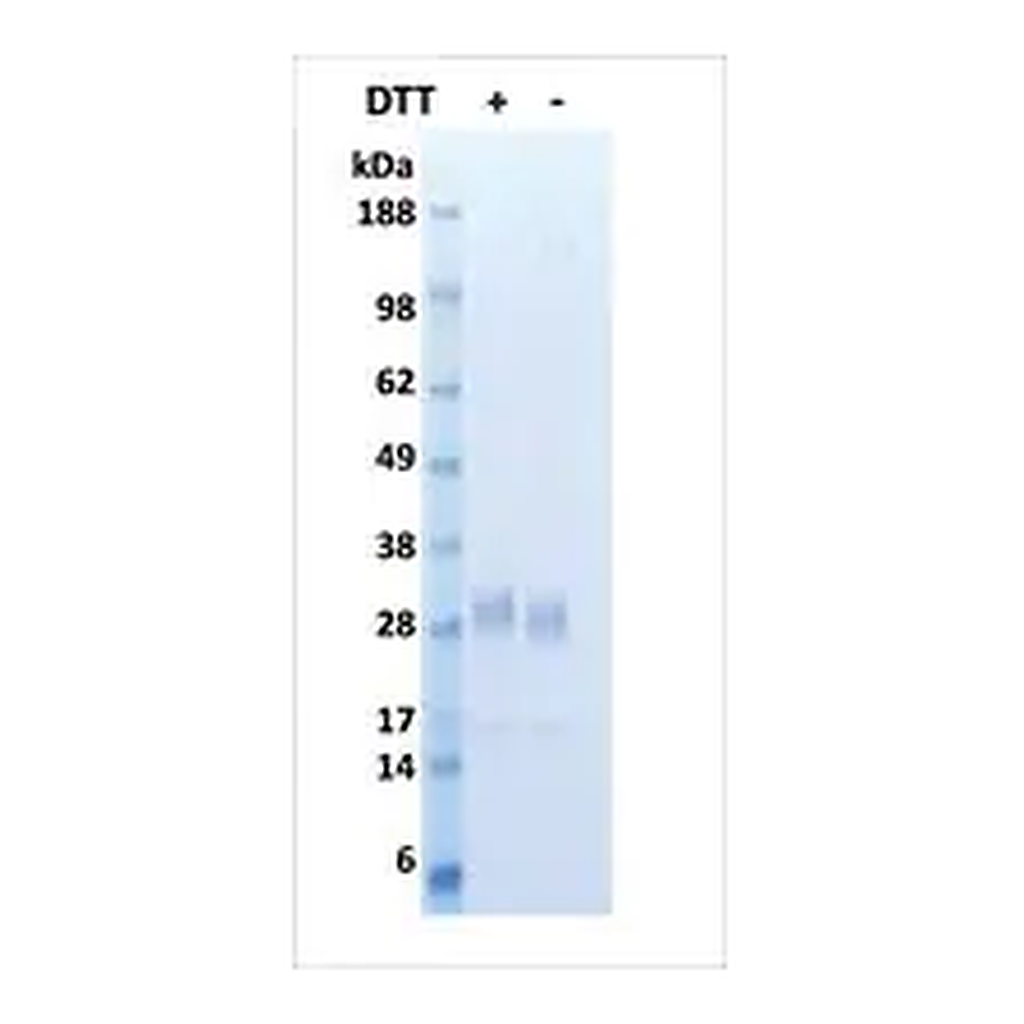 Merck FGF-7 human