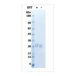 Merck FGF-7 human