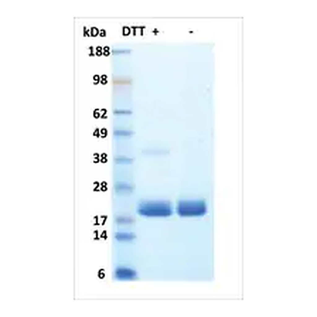 Merck G-CSF human