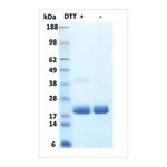 Merck G-CSF human