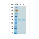 Merck EPO human
