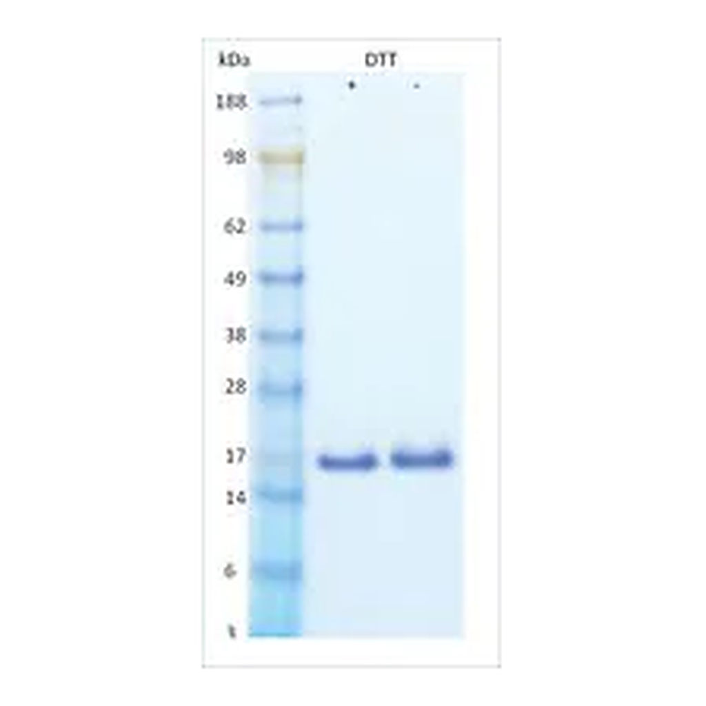 Merck FGF-basic human