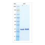 Merck FGF-basic human