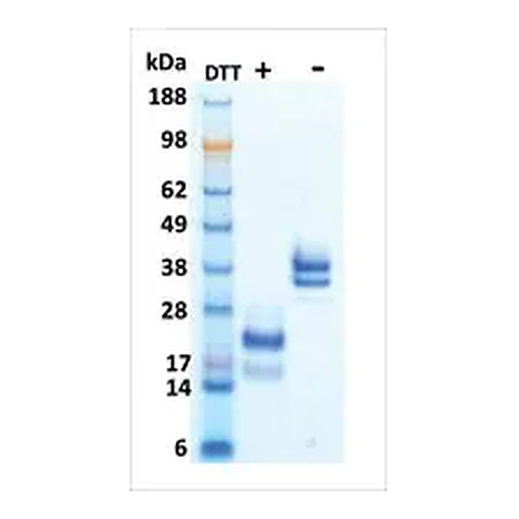 Merck M-CSF human