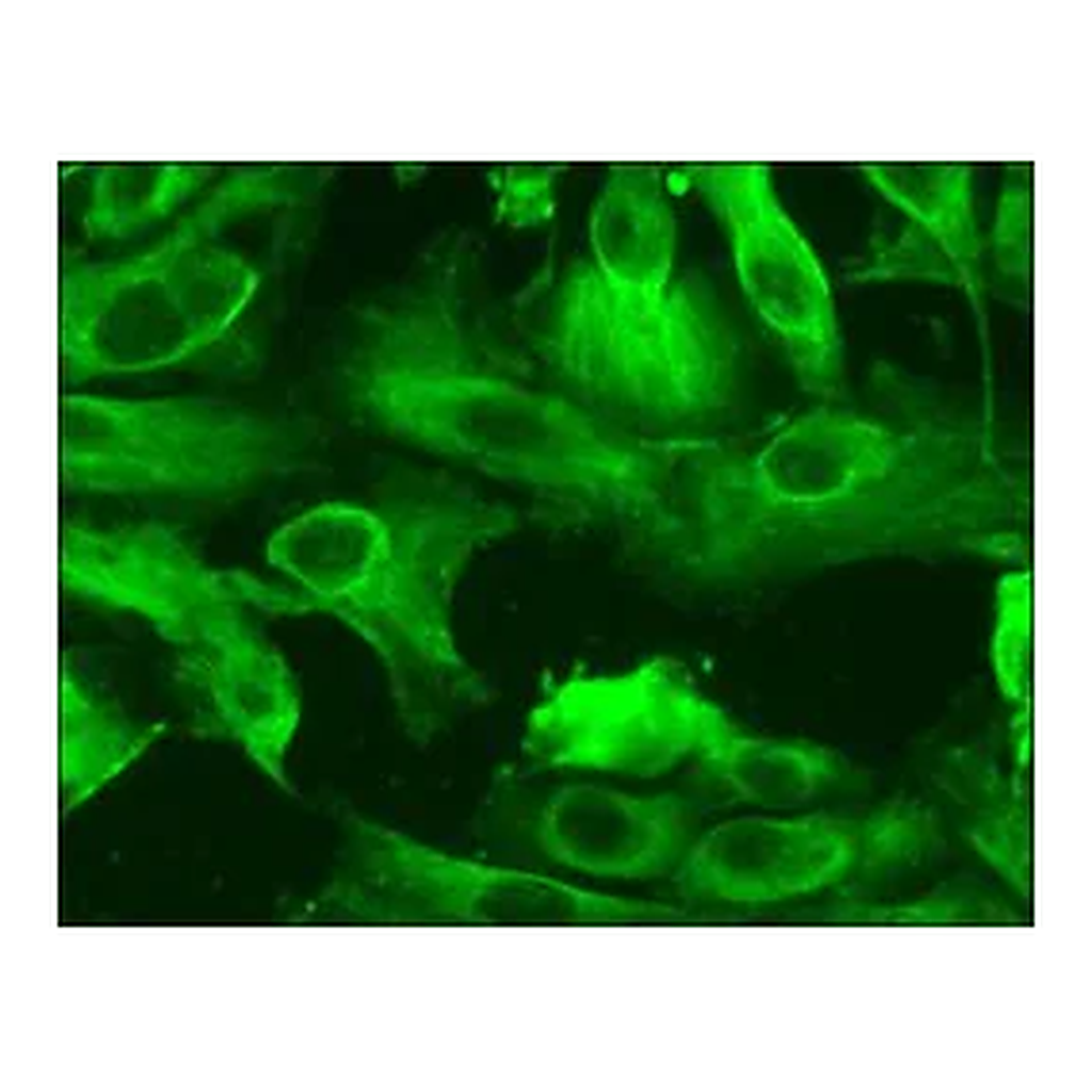 Merck Human Renal Proximal Tubular Epithelial Cells: HRPTEpC, fetal