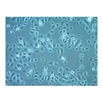 Merck A2EN Human Endocervical Epithelial Cell Line