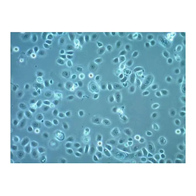Merck A2EN Human Endocervical Epithelial Cell Line