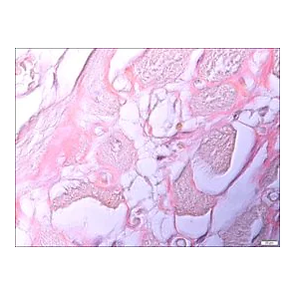 Merck Amyloid TISSUE-TROL Control Slides