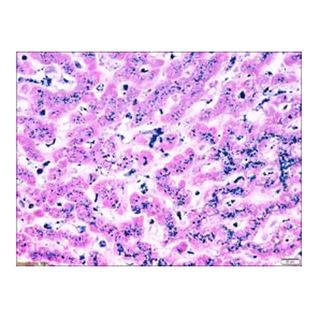 Merck Iron TISSUE-TROL Control Slides