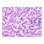 Merck Iron TISSUE-TROL Control Slides