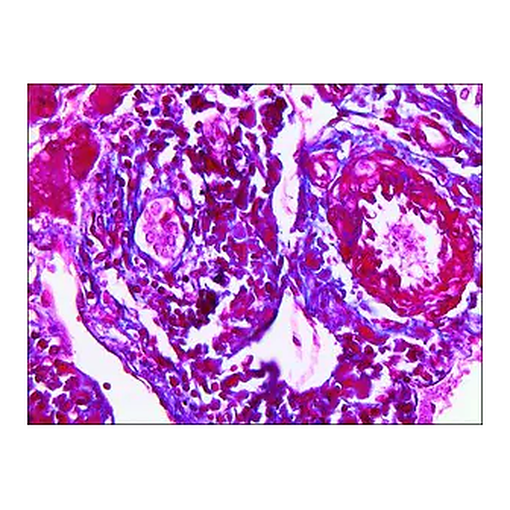 Merck Trichrome TISSUE-TROL Control Slides