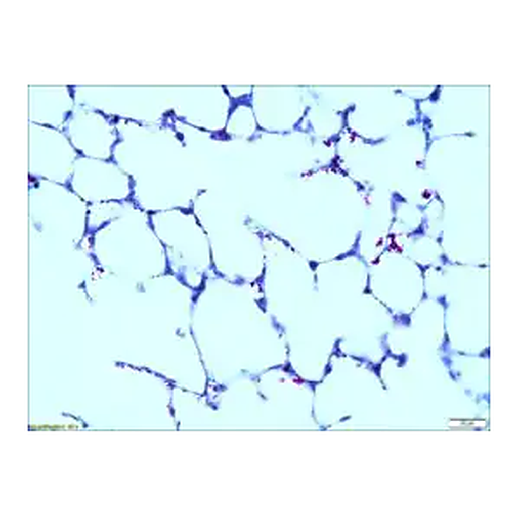 Merck Acid Fast TISSUE-TROL Control Slides