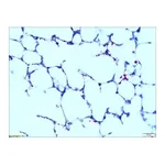Merck Acid Fast TISSUE-TROL Control Slides