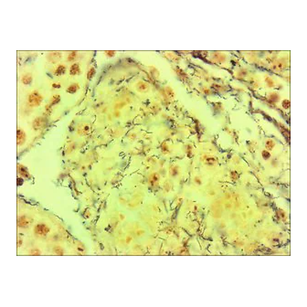 Merck Spirochetes TISSUE-TROL Control Slides