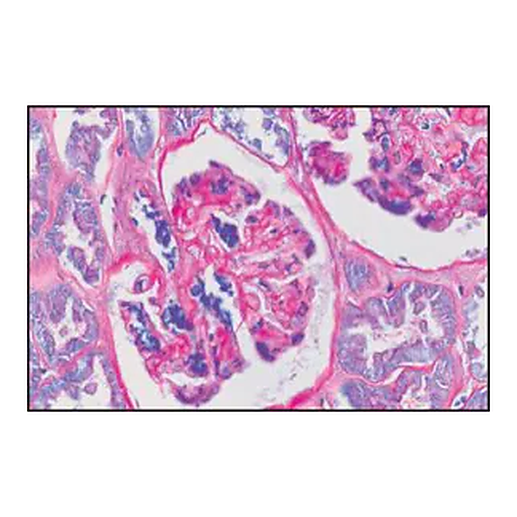 Merck PAS TISSUE-TROL Control Slides