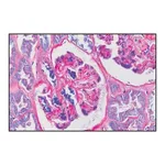 Merck PAS TISSUE-TROL Control Slides