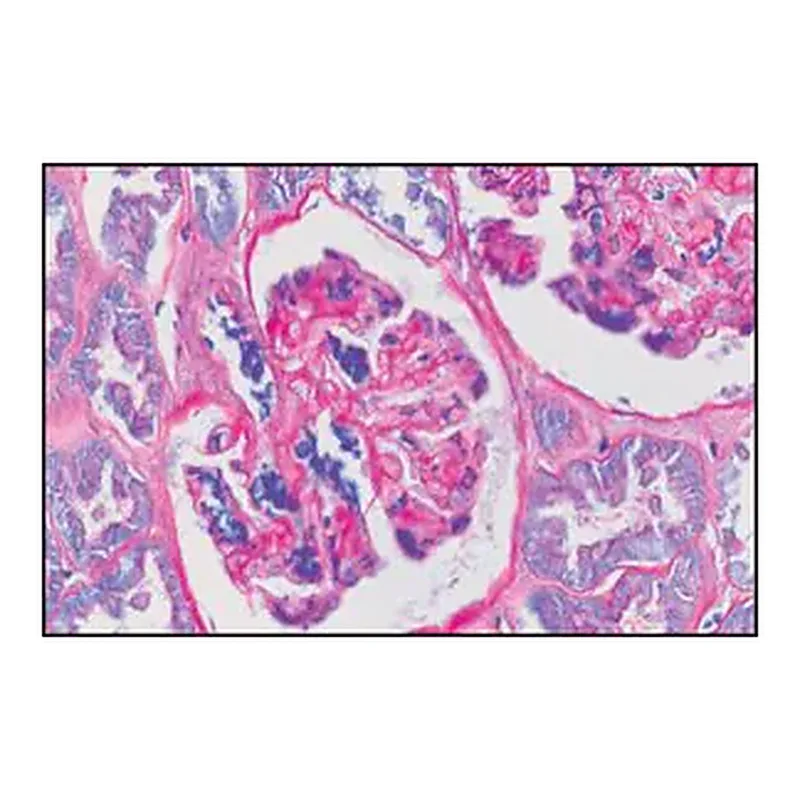 Merck PAS TISSUE-TROL Control Slides