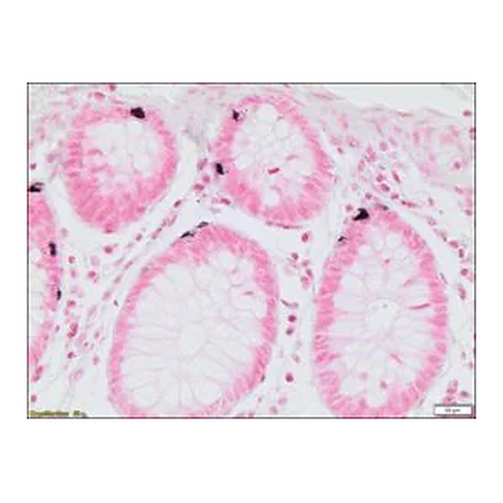 Merck Argentaffin TISSUE-TROL Control Slides