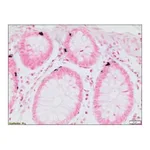 Merck Argentaffin TISSUE-TROL Control Slides