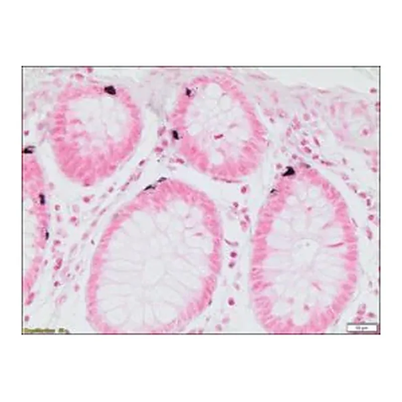 Merck Argentaffin TISSUE-TROL Control Slides