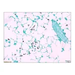 Merck Fungi TISSUE-TROL Control Slides
