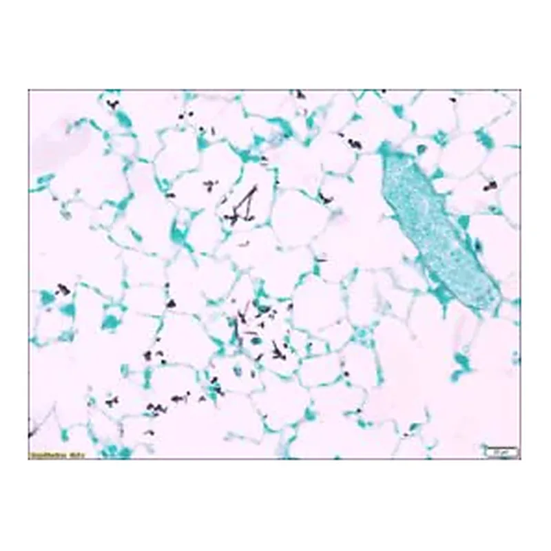 Merck Fungi TISSUE-TROL Control Slides