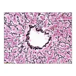 Merck Reticulum TISSUE-TROL Control Slides