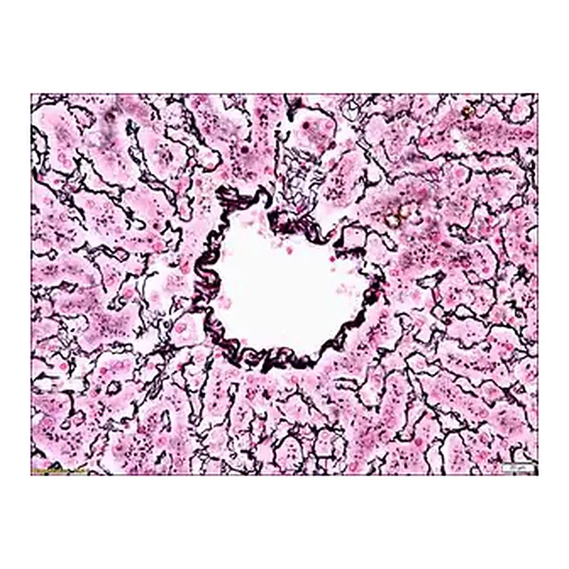 Merck Reticulum TISSUE-TROL Control Slides