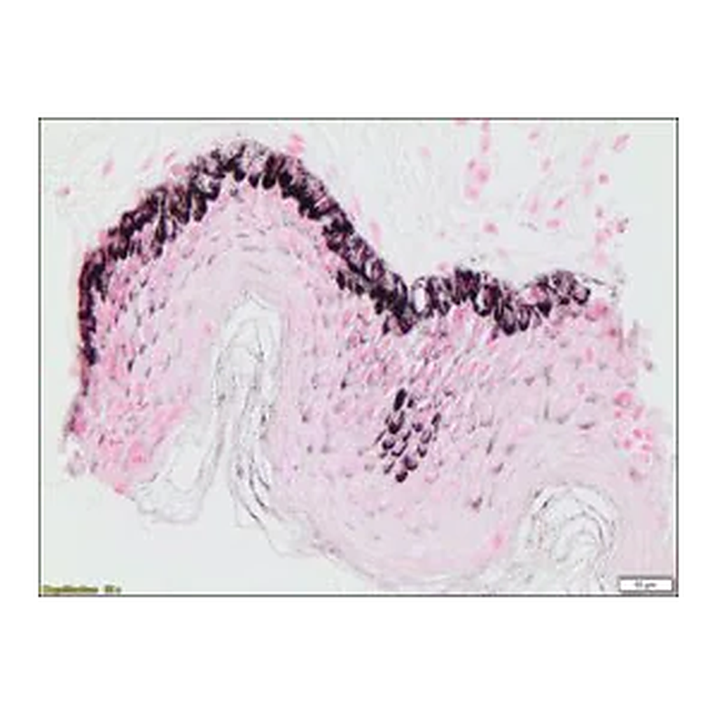 Merck Melanin TISSUE-TROL Control Slides