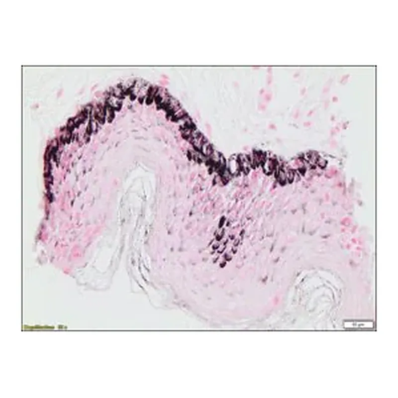 Merck Melanin TISSUE-TROL Control Slides