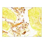 Merck Helicobacter TISSUE-TROL Control Slides